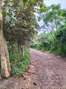 Dijual Tanah perkebunan Durian unggulan