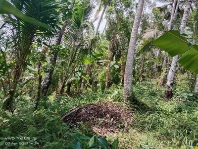 kebun 40 are lokasi mendoyo Jembrana bali