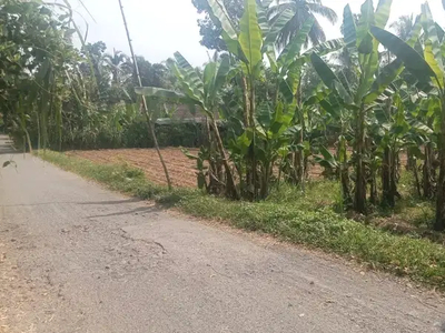 kebun pisang produktif pinggir jalan