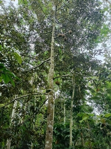 Kebun Durian dan Kopi SHM Jenon Tajinan Malang