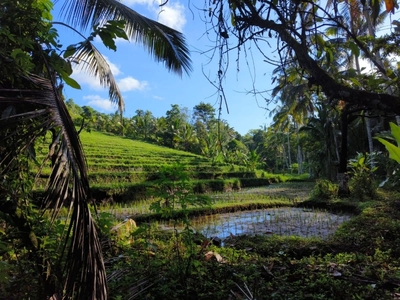 tanah dengan sungai dan view sawah di bali