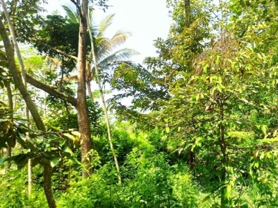 Tanah Kebun Durian Tajinan Makang Kab