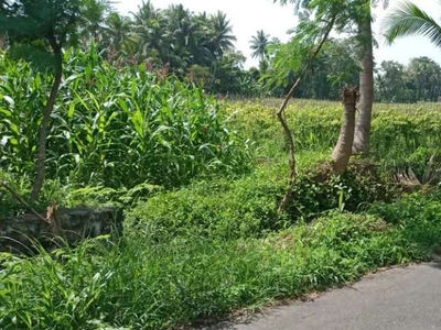 Jual tanah sawah BU (turun harga)