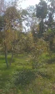 KEBUN DUREN DI TERAS MOJOSONGO BOYOLALI