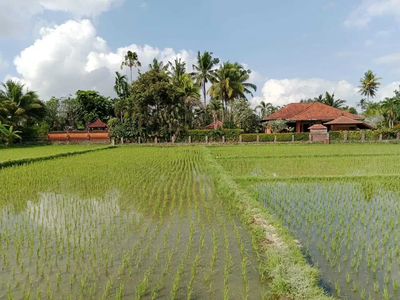 TANAH 30 ARE UBUD SELATAN