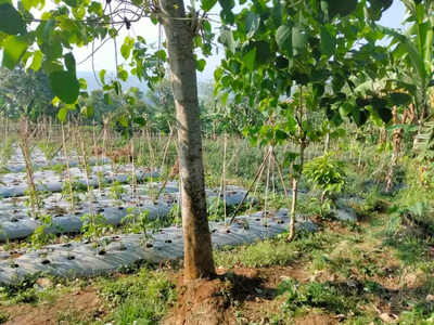 Tanah kebun masuk mobil, ketinggian di atas 1025 mdpl