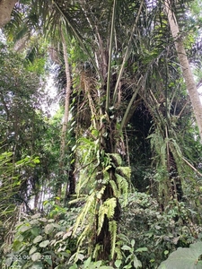 Tanah disewakan view jungle 15 menit dari Ubud Center Bali