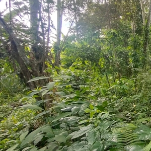 Dijual Lahan Di Ubud dekat sekolah internasional empathy school