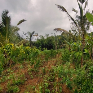 Dijual lahan murah di Kerta view jungle