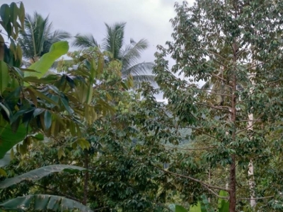 tanah kebun durian harga 100 ribu per meter di jembrana bali.