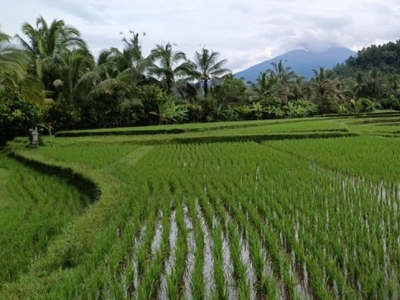 tanah kebun view sawah, sungai dan gunung di tabanan bali