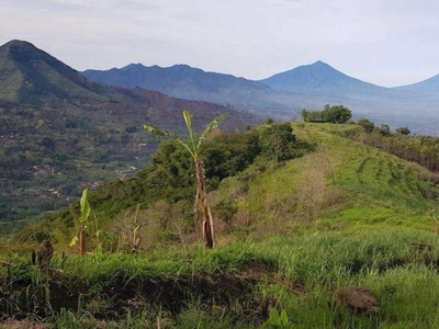 Tanah pertanian kopi, sorgum, kayu atau peternakan