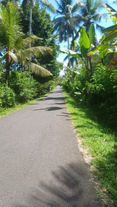 Dijual lahan kebun dekat pantai dan hotel kelapa rertret pekutatan