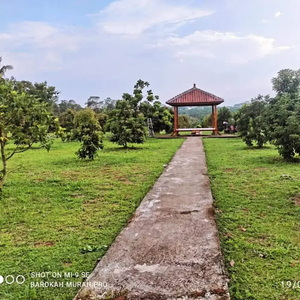 Investasi Menarik Kebun Buah Jumantono Karanganyar Solo Jawa Tengah