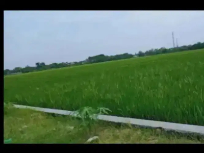 Sawah dijual pinggir jalan