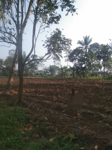 Tanah Pakis datar murah gila cocok untuk kandang