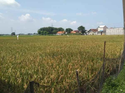 Tanah Untuk Perumahan Subsidi Pinggir Jalan Srimukti Dekat Gerbagtol