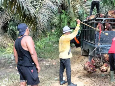 Dijual Kebun Kelapa Sawit di Koto Bangkinang Riau