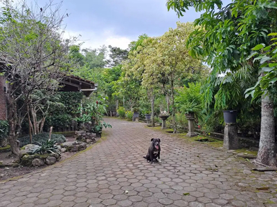 Dijual Tanah Kebun Sudah ada Rumah di Yogyakarta, Hunian Asri Cantik