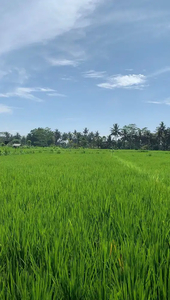 Disewakan Tanah Cocok untuk Komersial Murah Lokasi Strategis Ubud