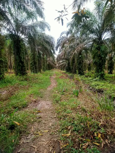 Lahan Sawit Sertifikat SHM