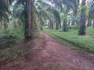 Tanah 30 hektar di bumi ratu nuban lampung tengah