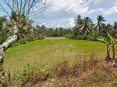 Tanah kebun durian dan manggis view sawah di Bali