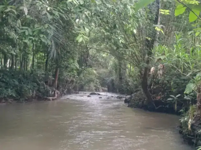 Tanah kebun los sungai dekat jalan utama di tabanan bali.