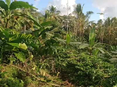 Tanah kebun murah di bali