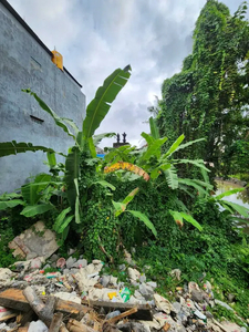 TANAH KECIL BUDUK MENGWI LOS SUNGAI VIEW SAWAH