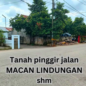 Tanah Macan Lindungan Tepi Aspal HOOK