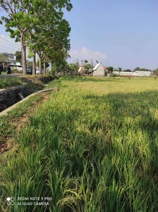 Dijual Tanah Sawah Bisa Pengeringan Lokasi Di Margodadi, Sayegan