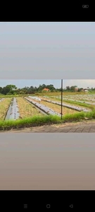Dijual Tanah Super Murah Luas 375 m2 di Angantaka Badung dkt Denpasar