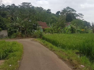 Tanah Sawah Dijual murah Di Pandeglang Banten, 3540 M2 view gunung