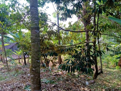 Jual Tanah Kebun Durian Luas 450m2 75 Juta SHM - Karanganyar