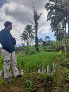 DiJual Sawah Segera