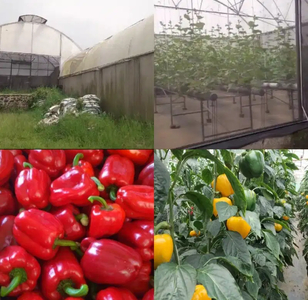 Perkebunan Green House Paprika