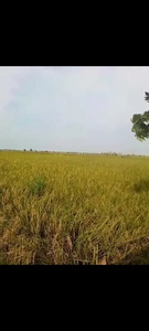 Tanah sawah 5 Hektar, subur pamanukan subang