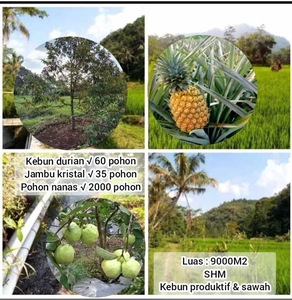 Kebun Produktif Daerah Cijambe Subang Jawa Barat