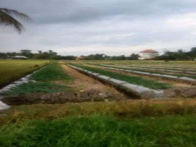 Buc dijual tanah nyambu tabanan