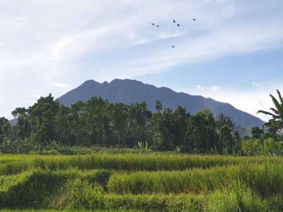 Dijual Sawah Luas Cocok Untuk Bisnis Pertanian, Peternakan, Villa,Cafe