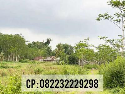 Dijual tanah 5 hektar siap bangun di Jember