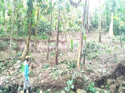 Jual Sawah Dan Kebun Luas Total 7150m2 Piling Mengesta Penebel Tabanan