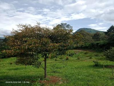 Kavling Kebun Produktif yang Luas serta Murah Meriah BOGOR Timur