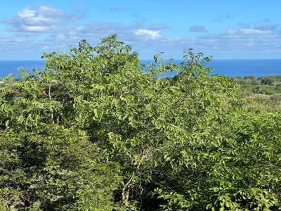 Land For Sale ocean View