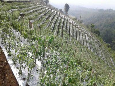 tanah 15,5 ha shm kebun cabai the best view parakan salak sukabumi