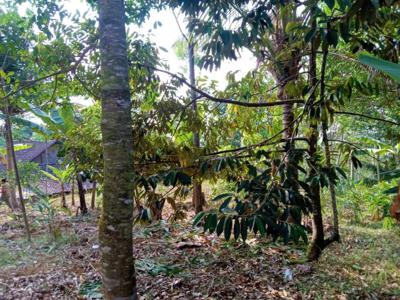 Kebun Durian 450m2 75 Juta Karanganyar