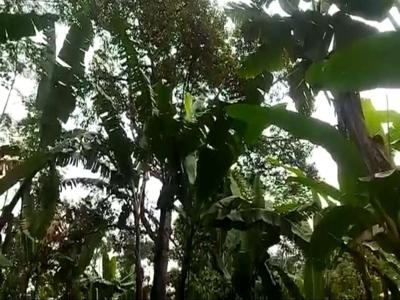 Tanah Kebun Durian Musangking di Tutur Nongkojajar Purwodadi Pasuruan