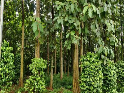 Tanah Kebun Jati 95 Pohon di Setu Bekasi Zona Perumahan