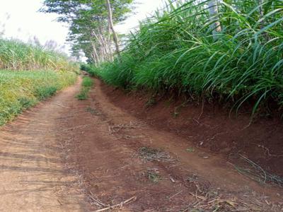 Tanah Luas Murah Sangat Cocok Untuk Investasi Anda Di Karangploso Malang